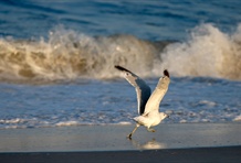 Assateague Island National Seashore